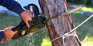 Best Root Management and Removal  in Bodega Bay, CA