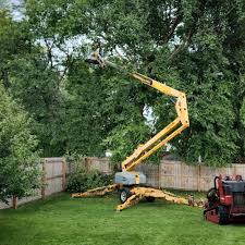 How Our Tree Care Process Works  in  Bodega Bay, CA