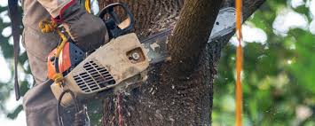  Bodega Bay, CA Tree Care Pros