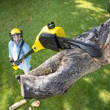 Best Tree Cabling and Bracing  in Bodega Bay, CA