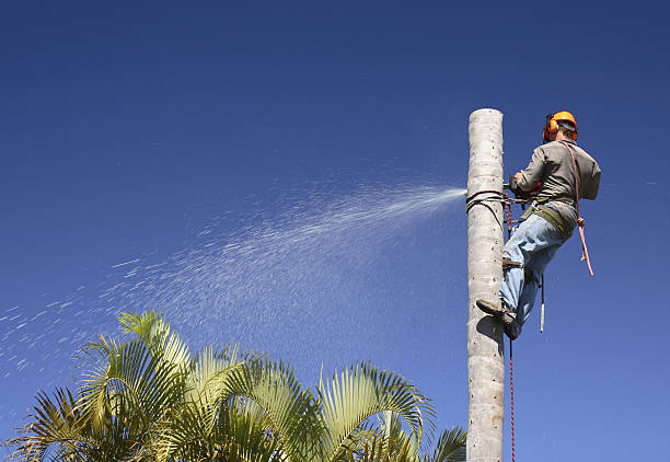 Best Tree Preservation Services  in Bodega Bay, CA