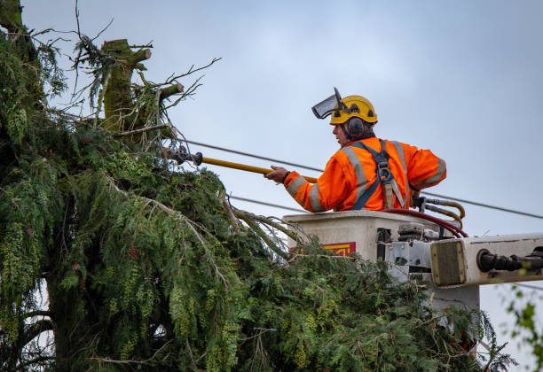 Best Tree Risk Assessment  in Bodega Bay, CA