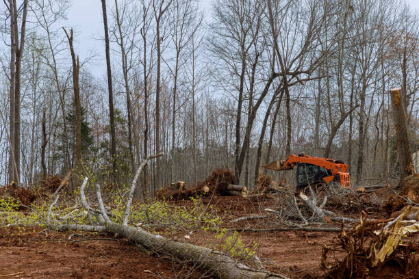 Best Tree and Shrub Care  in Bodega Bay, CA