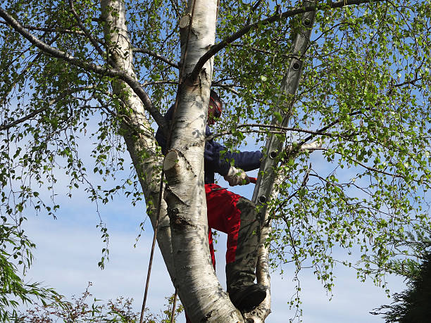 Bodega Bay, CA Tree Care Company