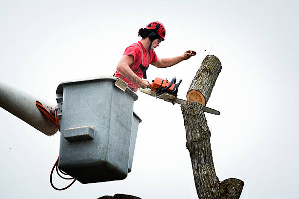 Best Tree Risk Assessment  in Bodega Bay, CA